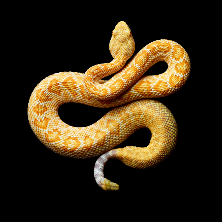 Albino-Western-Diamondback-Rattlesnake-2010-copy