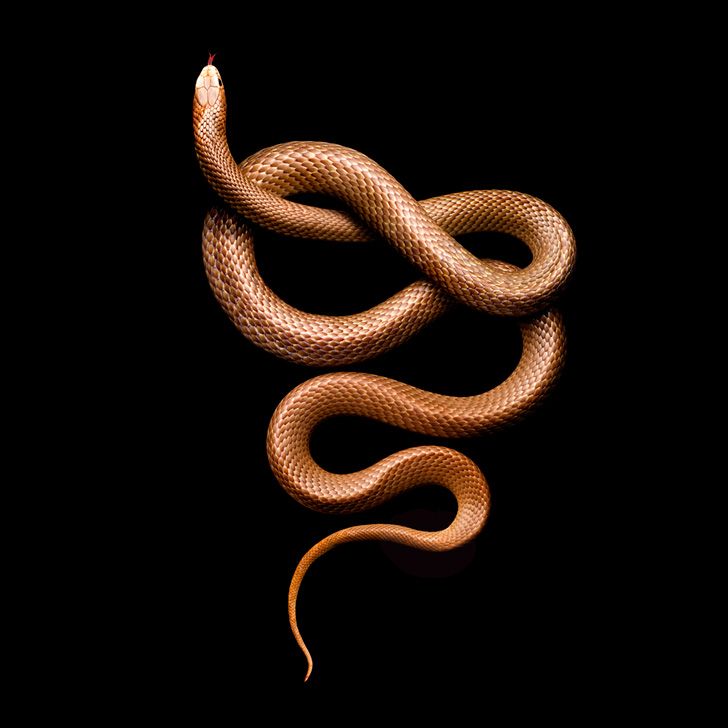 Eastern-Brown-Snake-2012-copy