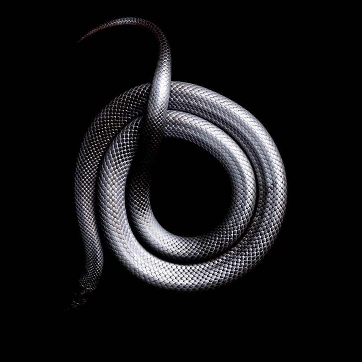 Mexican-Black-King-Snake-2010-copy
