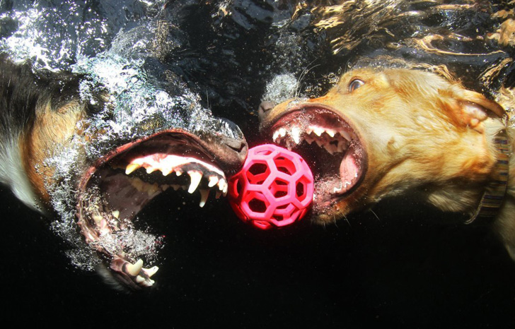 Seth Casteel Underwater Dogs-06