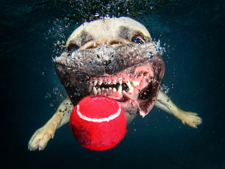 Seth Casteel Underwater Dogs-09